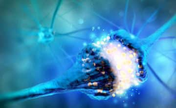 Neuron synapse