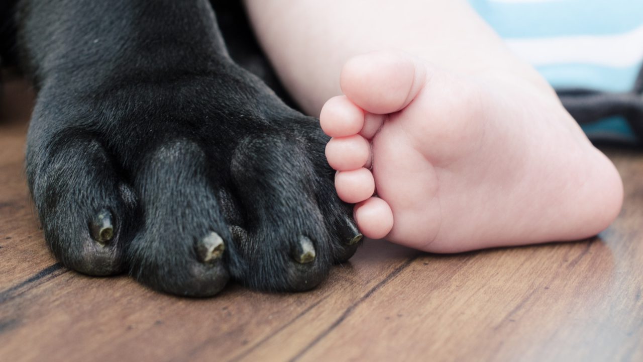 toddler toes next to dog paw