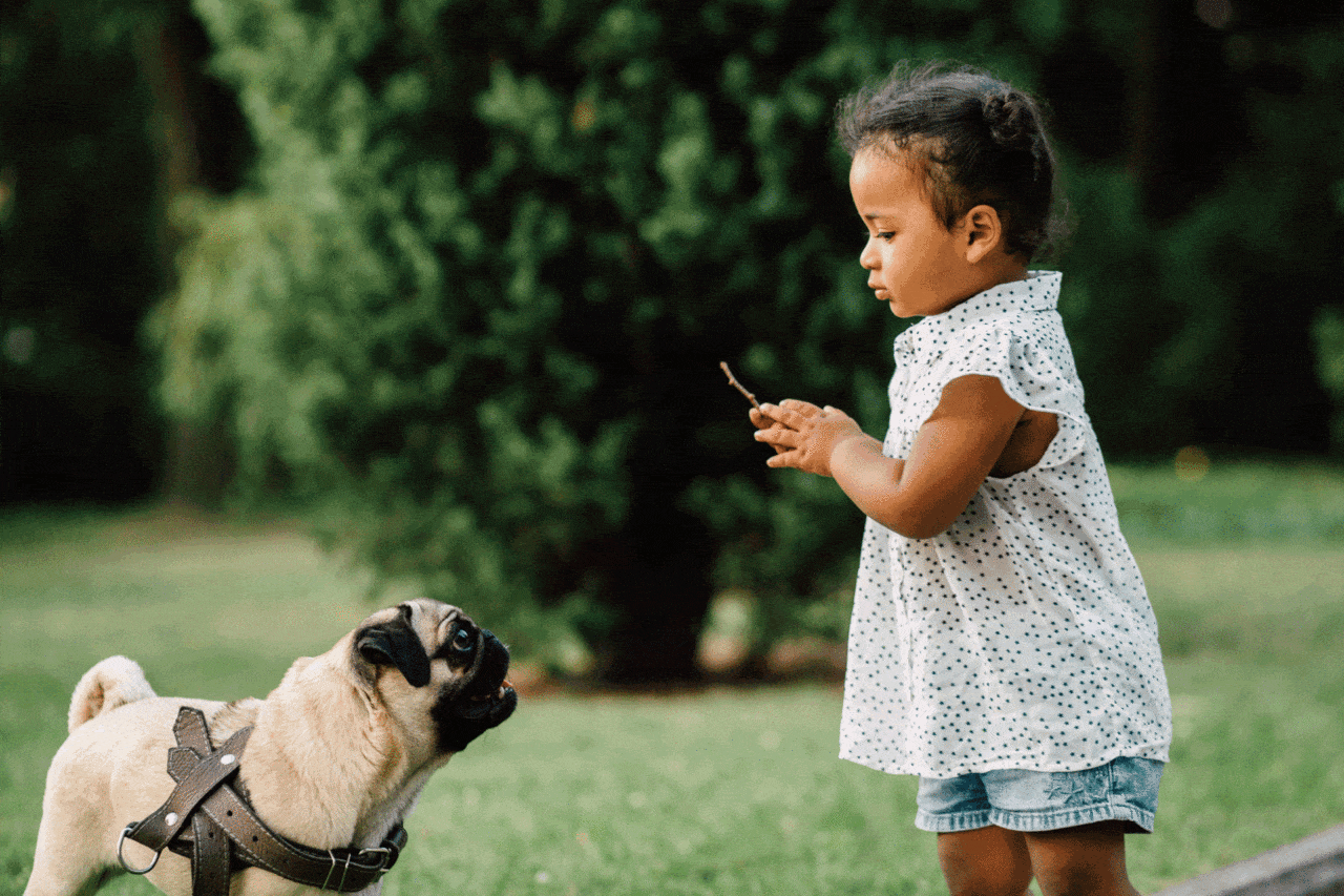 Toddler playing with pug