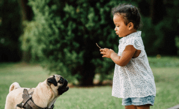 Toddler playing with pug