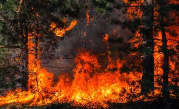 Coping with Trauma and Wildfires