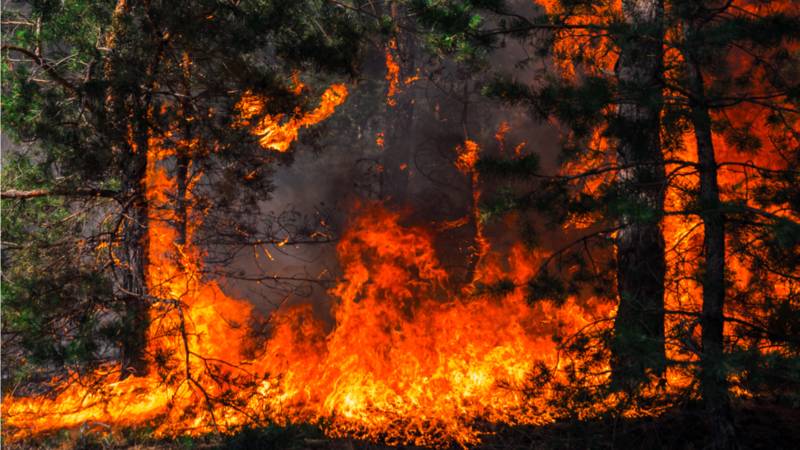 Coping with Trauma and Wildfires