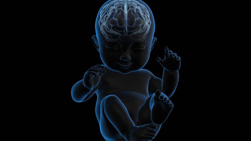 When does brain development begin