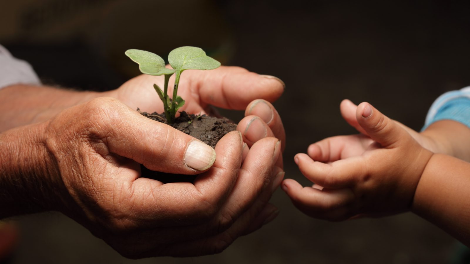 Planting Seeds in Fertile Ground Steps Every Policymaker Should Take