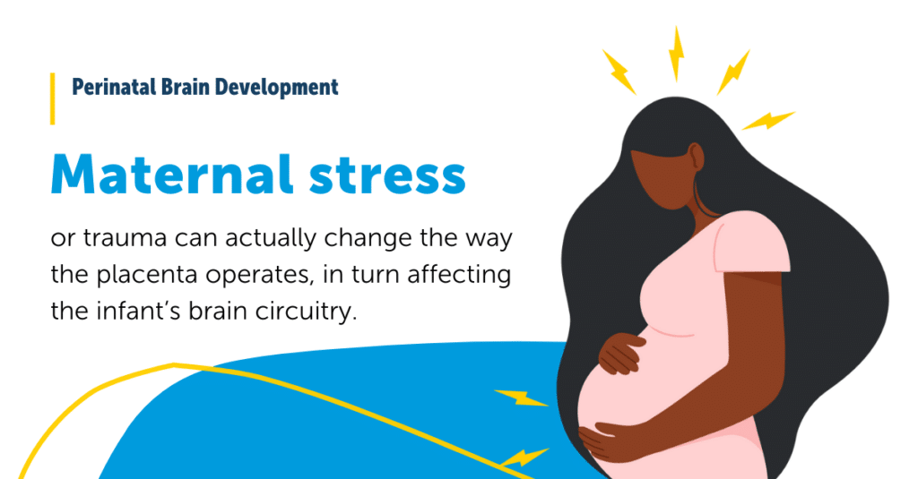 Maternal stress or trauma can change the way the placenta operates, affecting the infant's brain circuitry
