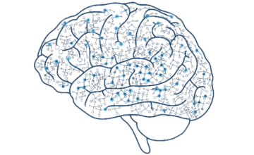 An illustration of a brain