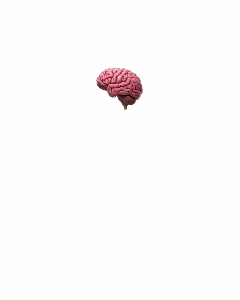During the first three years of life, the brain triples in volume.